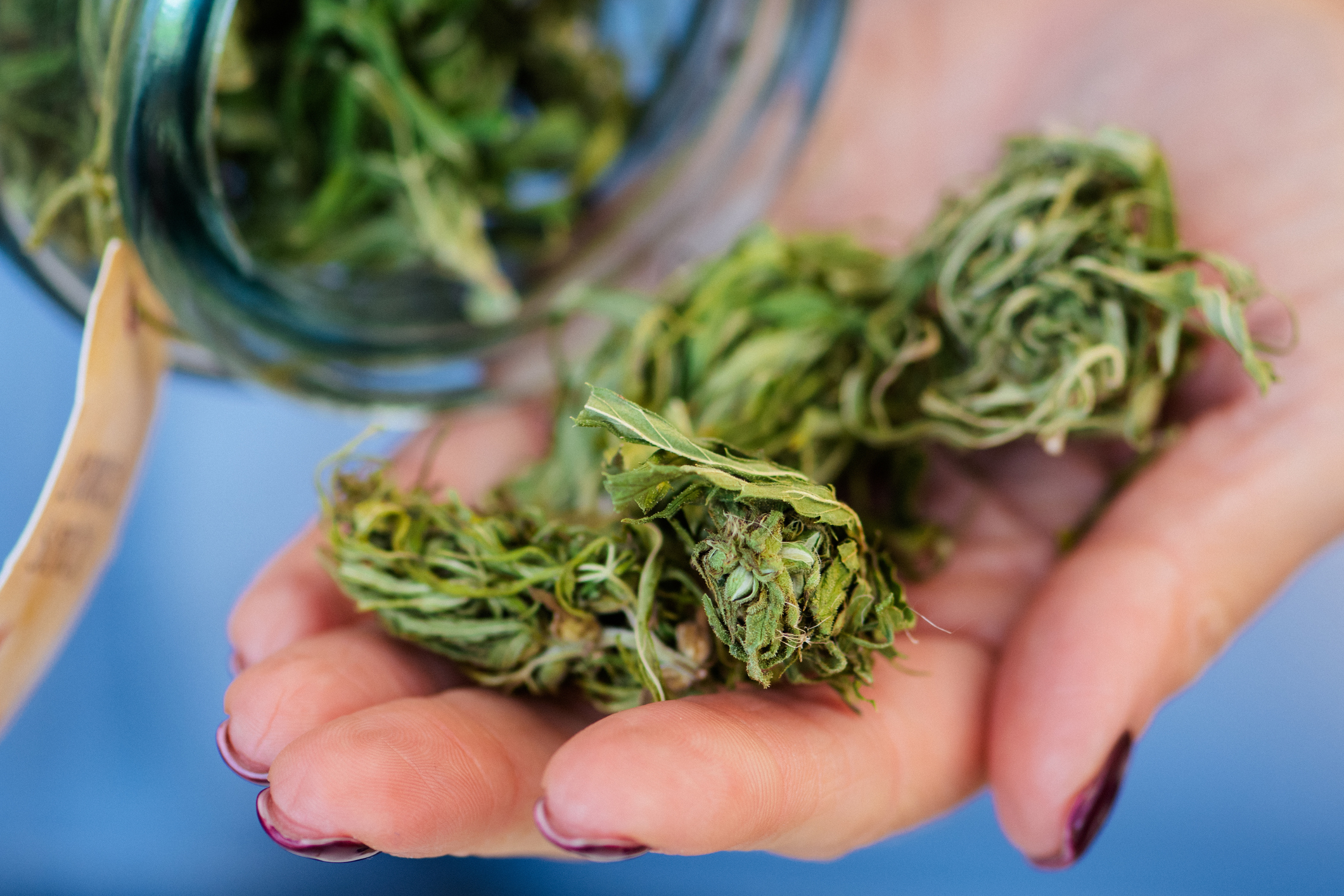Dried and trimmed weed, marijuana or cannabis buds stored in a glass jar and big buds in a hand of Caucasian girl